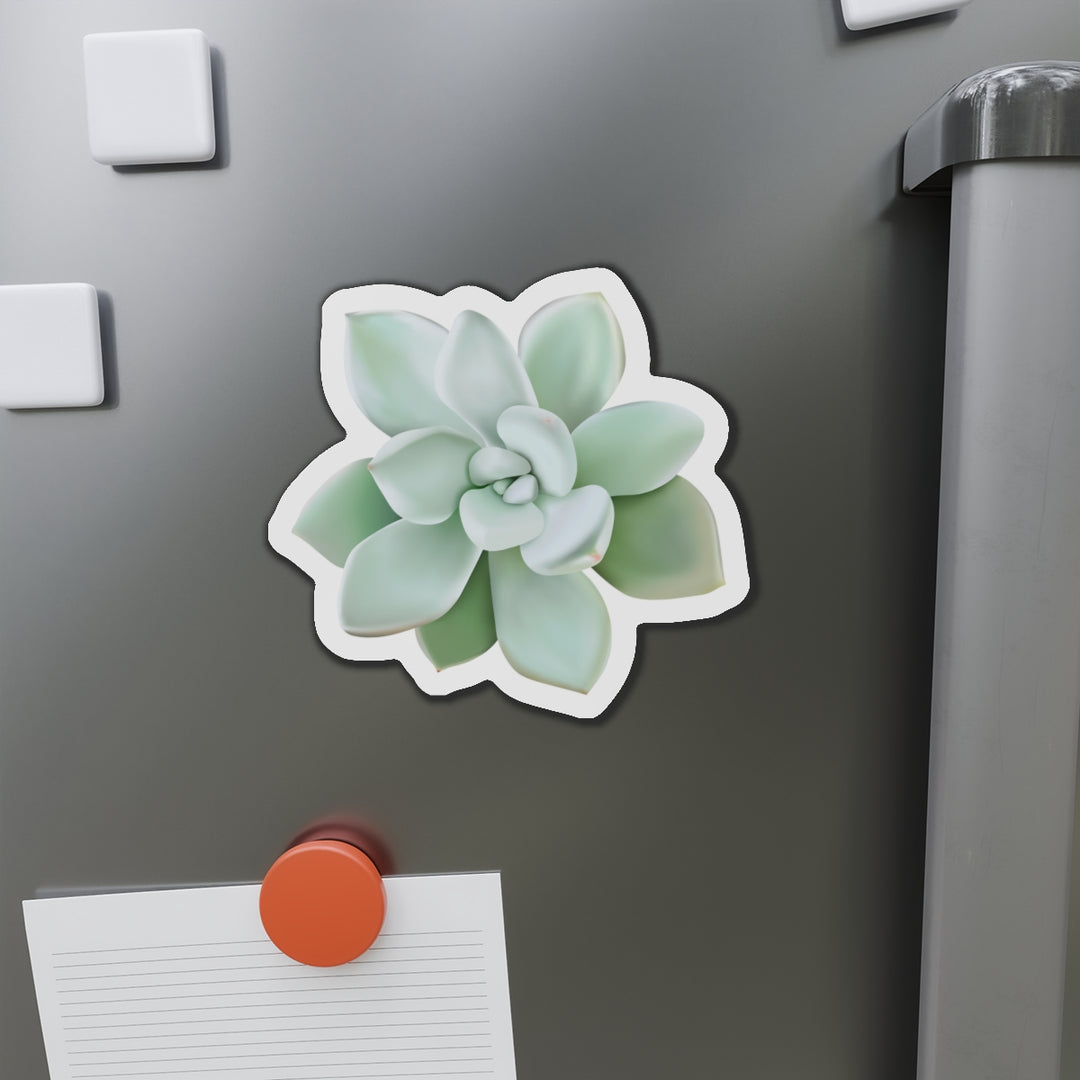 Pachyveria Haagei Succulent Magnet