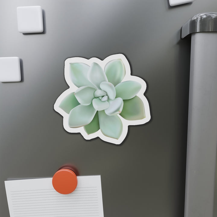 Pachyveria Haagei Succulent Magnet