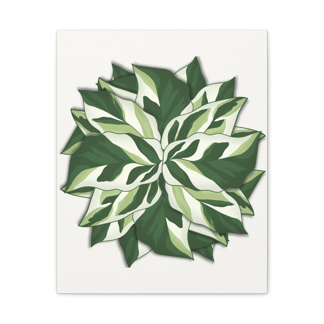 Calathea White Fusion Canvas Botanical Art Print On Stretched Cotton Canvas For Indoor Wall Decor