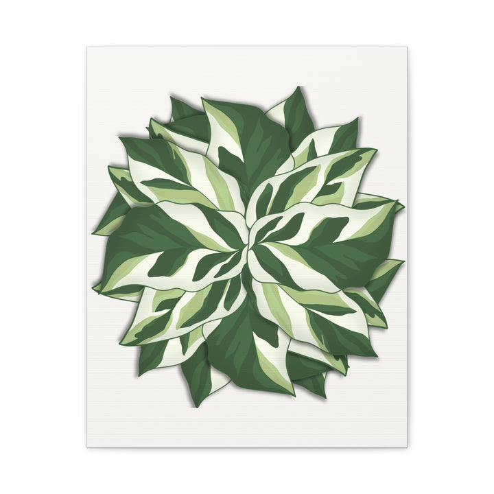 Calathea White Fusion Canvas Botanical Art Print On Stretched Cotton Canvas For Indoor Wall Decor