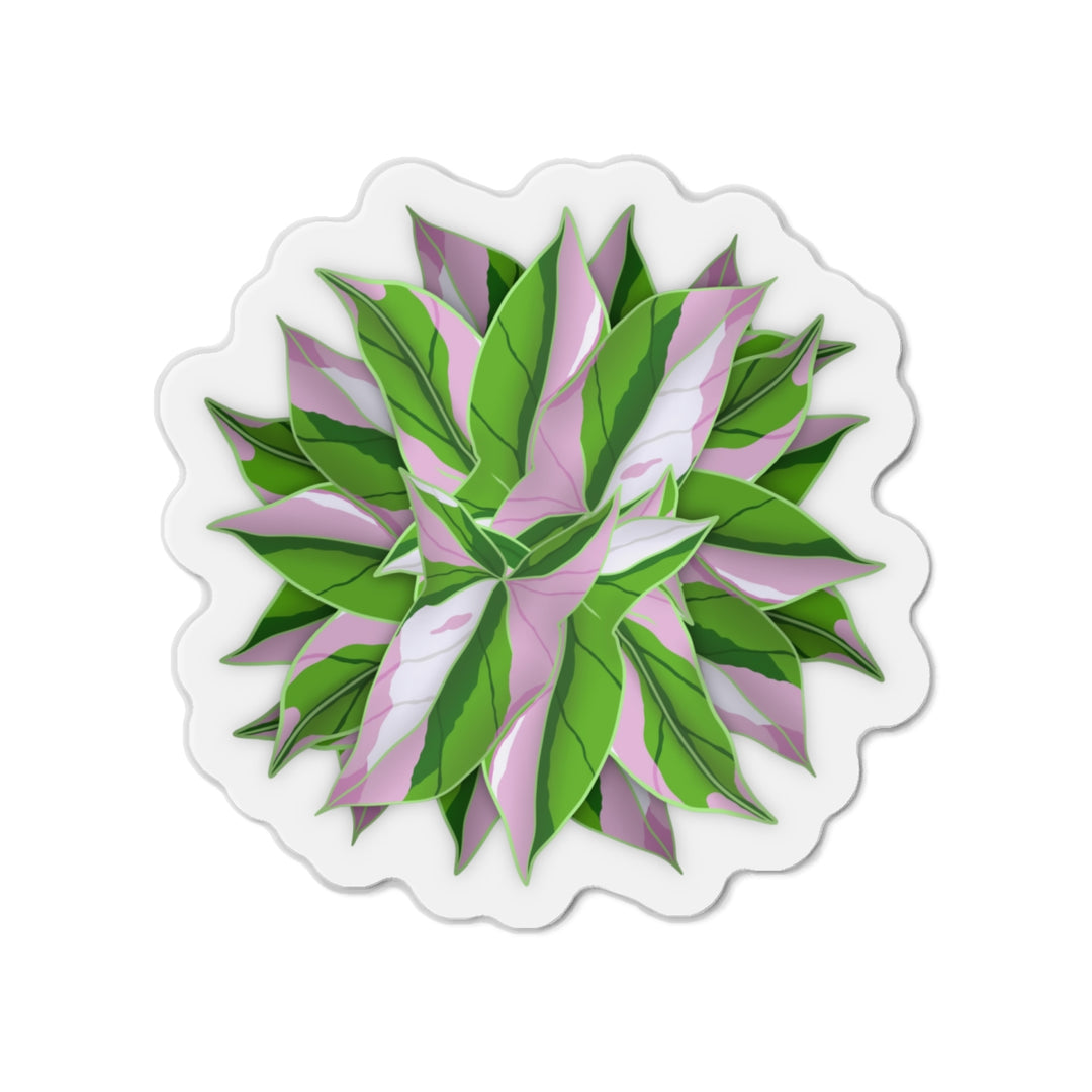 Syngonium Tricolor Magnet