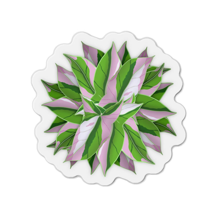 Syngonium Tricolor Magnet
