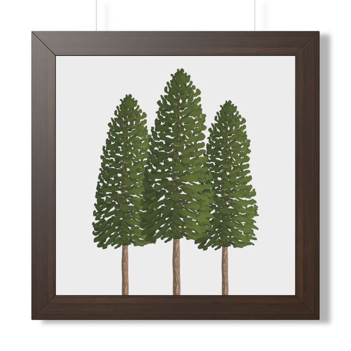 Ponderosa Pine Framed Print – Wall Art