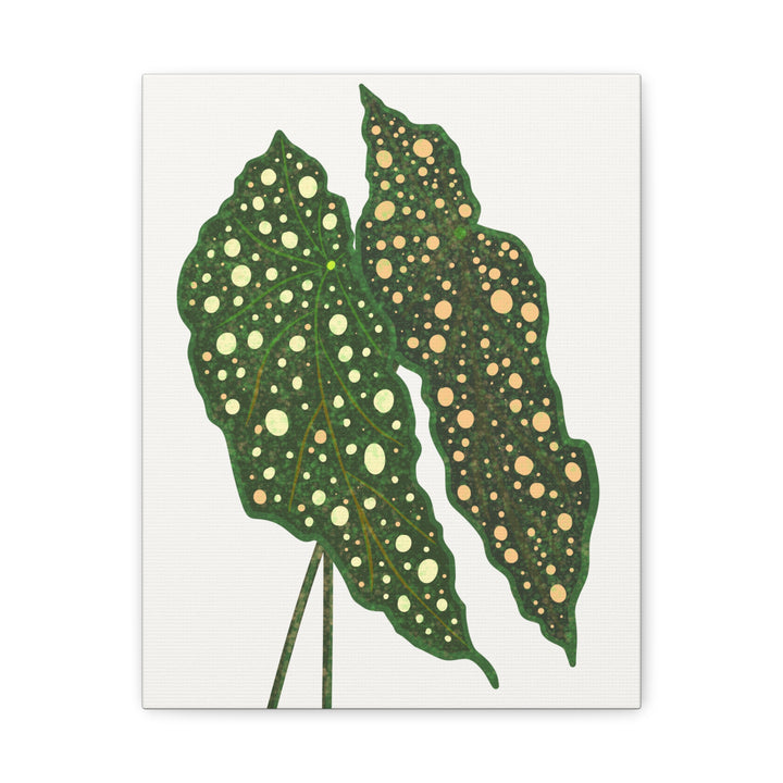 Begonia Maculata Canvas Premium Botanical Wall Art Print On Cotton Canvas With Matte Finish For Indoor Decor