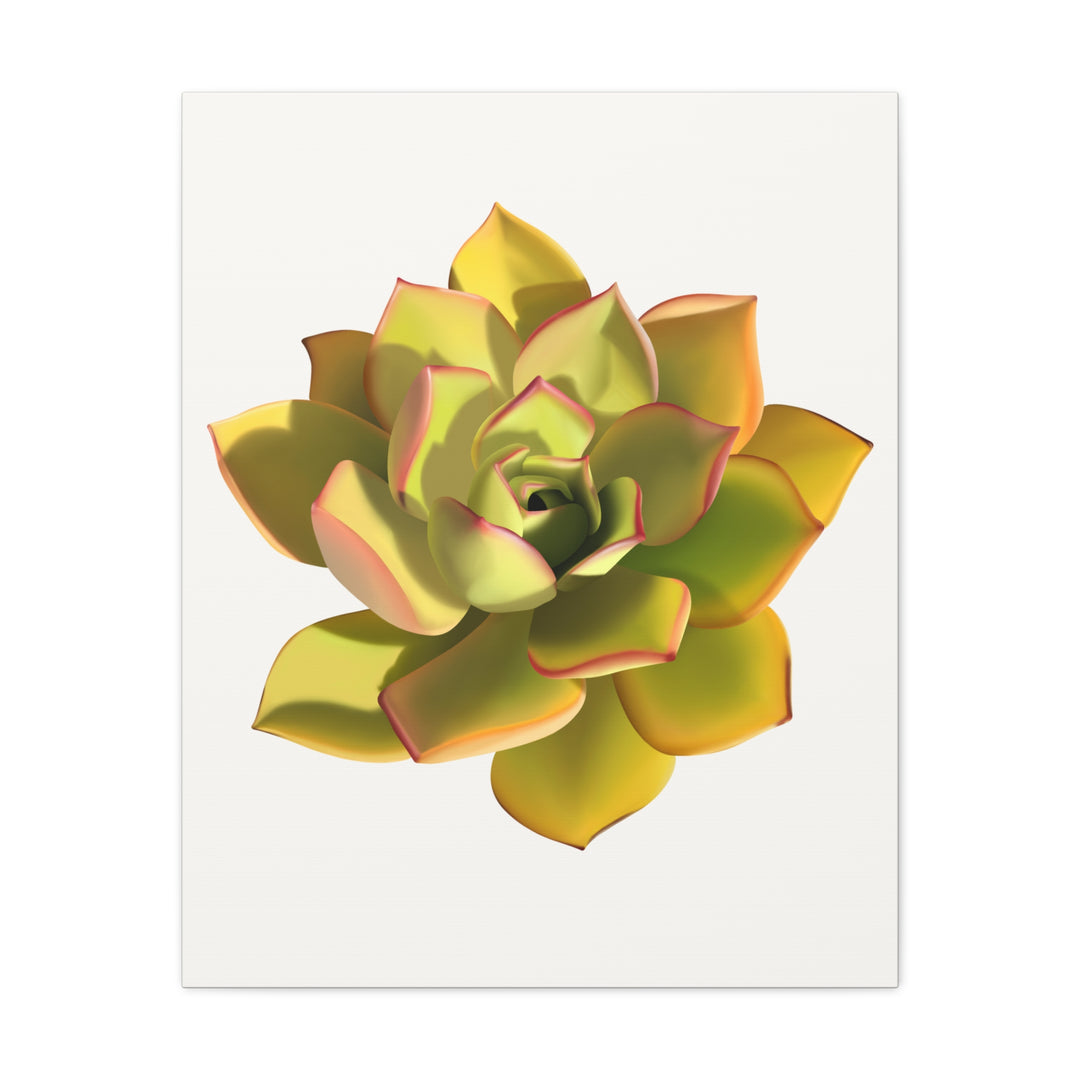 Noble Aeonium Succulent Canvas Wall Art Print for Modern Home Decor by The Potted Pixel