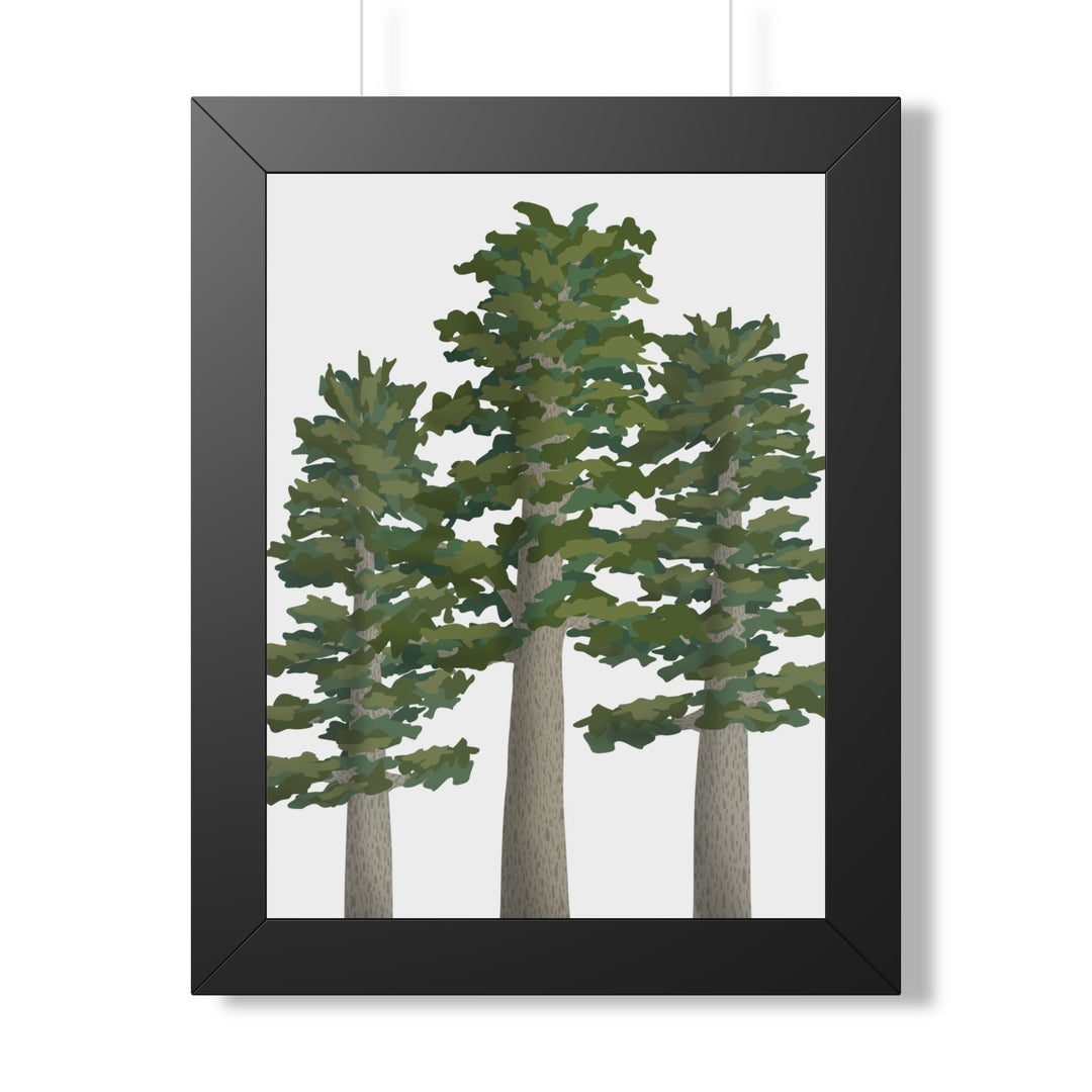 Sitka Spruce Framed Print – Wall Art