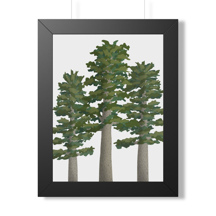 Sitka Spruce Framed Print – Wall Art