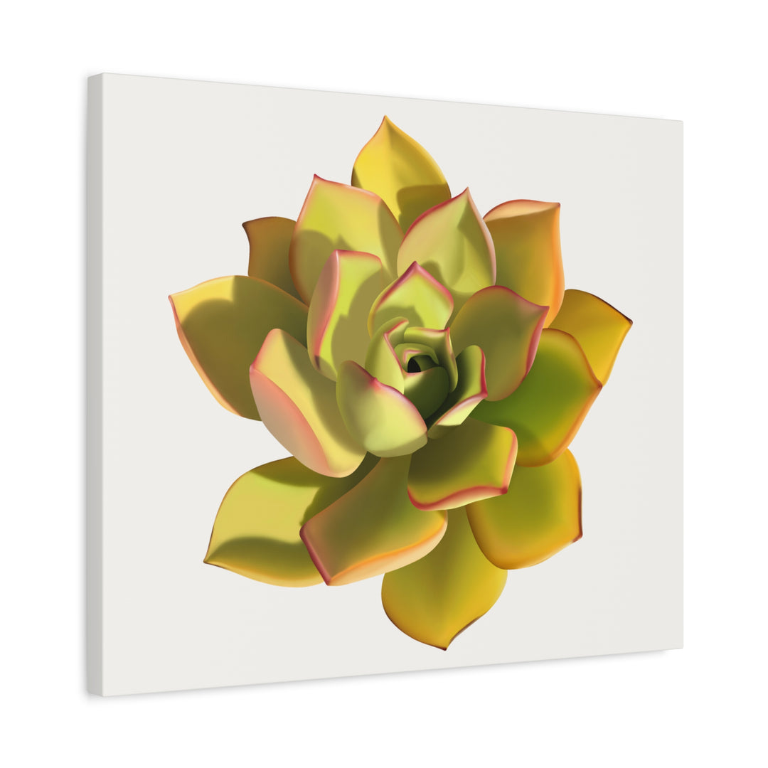 Noble Aeonium Succulent Canvas Wall Art Print for Modern Home Decor by The Potted Pixel