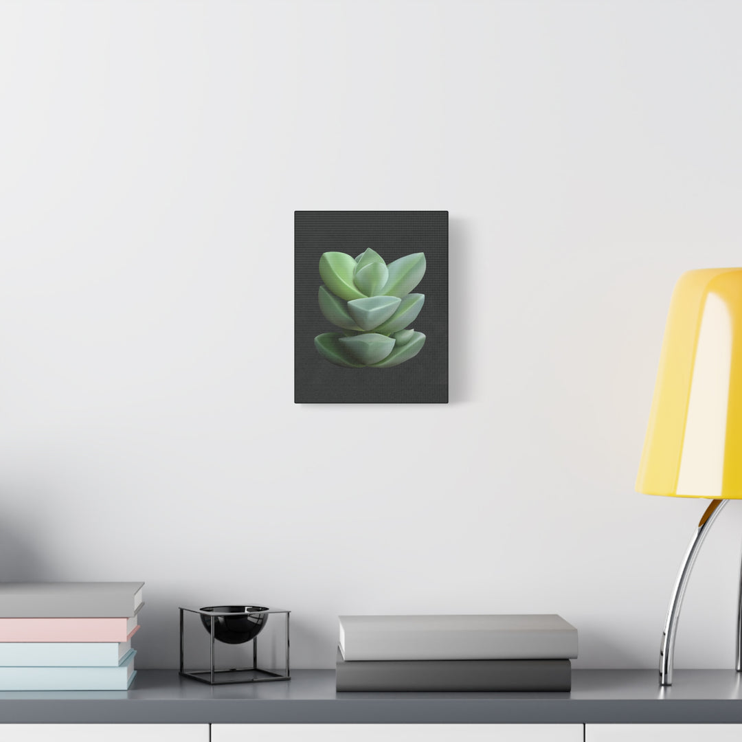 Crassula Canvas Print – Botanical Wall Art