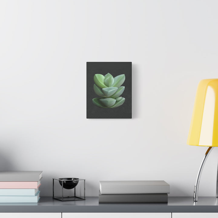 Crassula Canvas Print – Botanical Wall Art