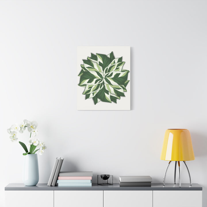 Calathea White Fusion Canvas Botanical Art Print On Stretched Cotton Canvas For Indoor Wall Decor