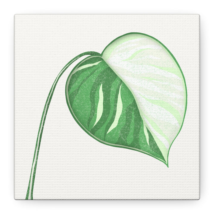 Monstera Albo Canvas Large Stretched Premium Quality Cotton Canvas Wall Art Tropical Leaf Poster Decor