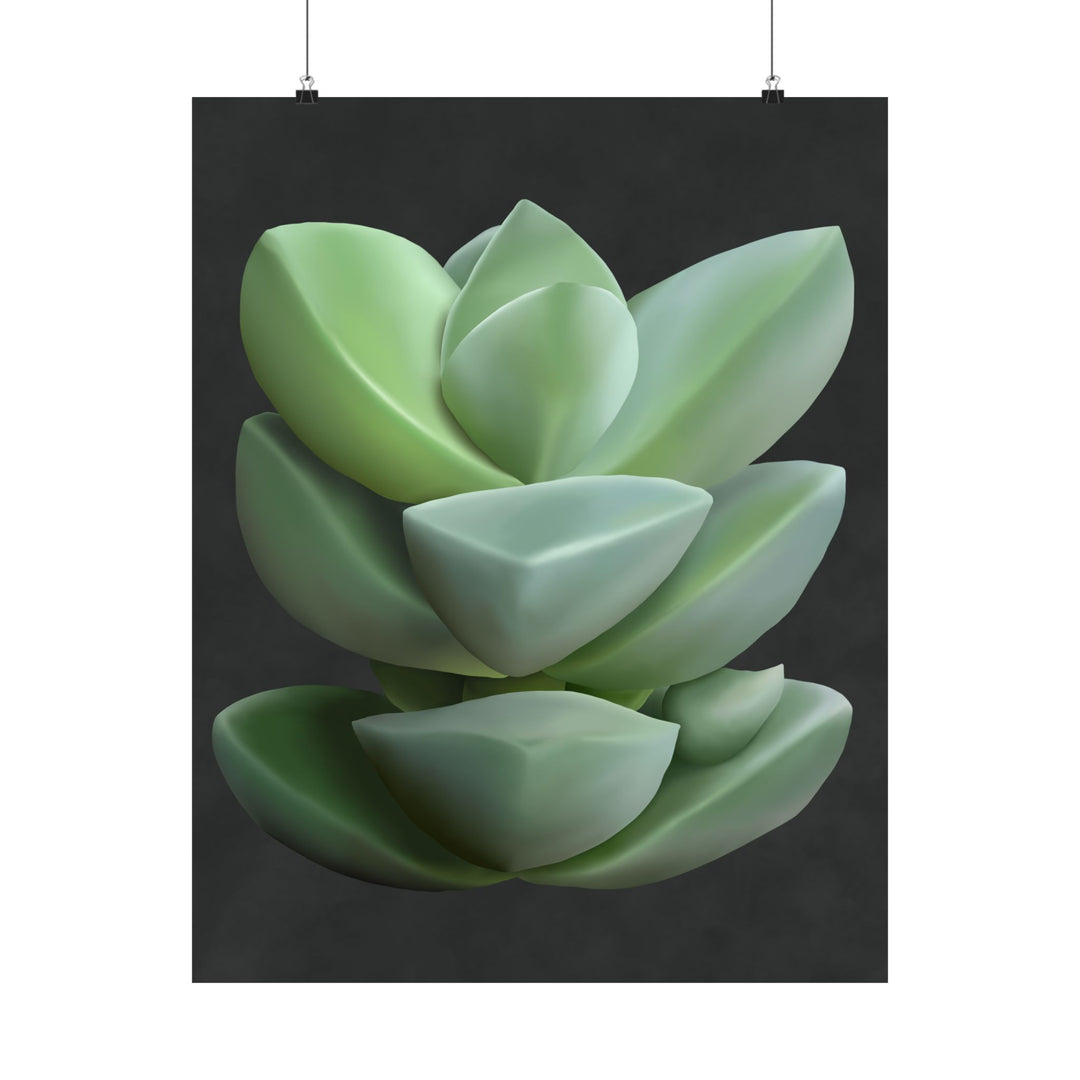 Crassula Botanical Print – Unframed Wall Art