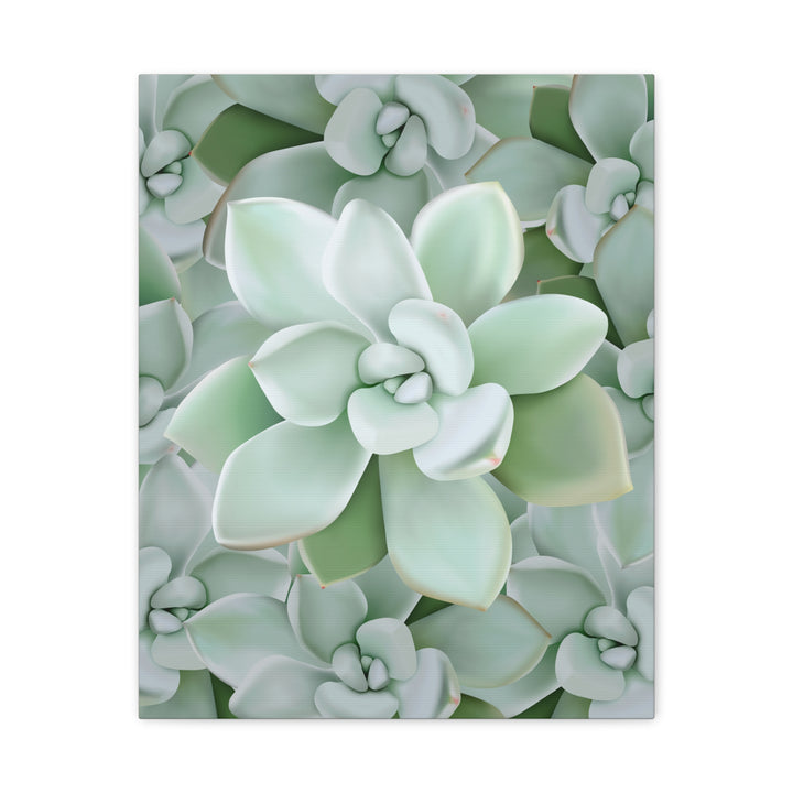 Pachyveria Haagei Succulent Pattern Canvas Art for Modern Home Decor 16x20 Matte Print