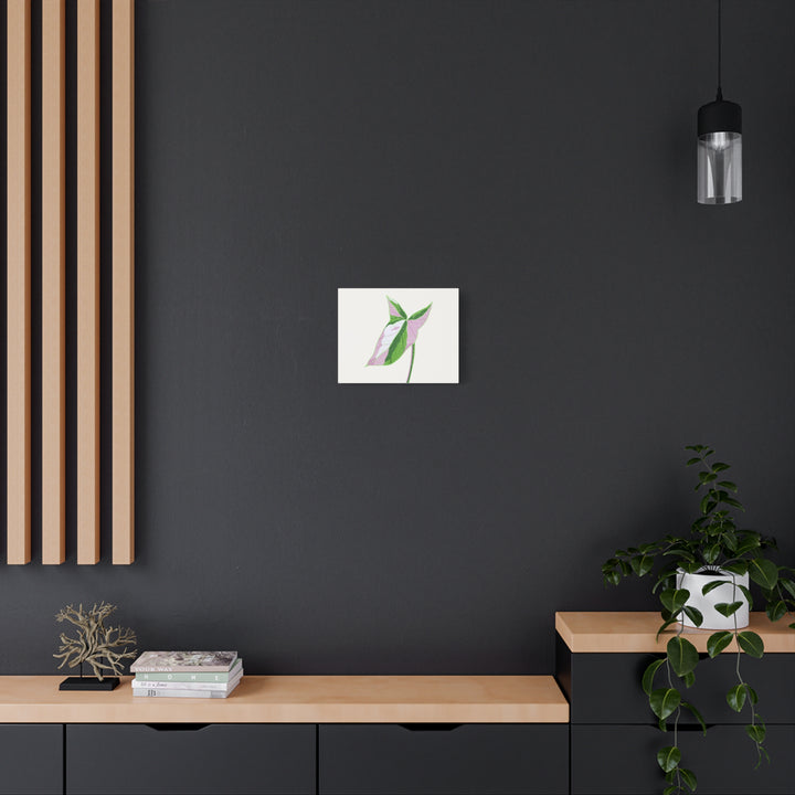 Syngonium Tricolor Canvas Print – Botanical Wall Art - The Potted Pixel