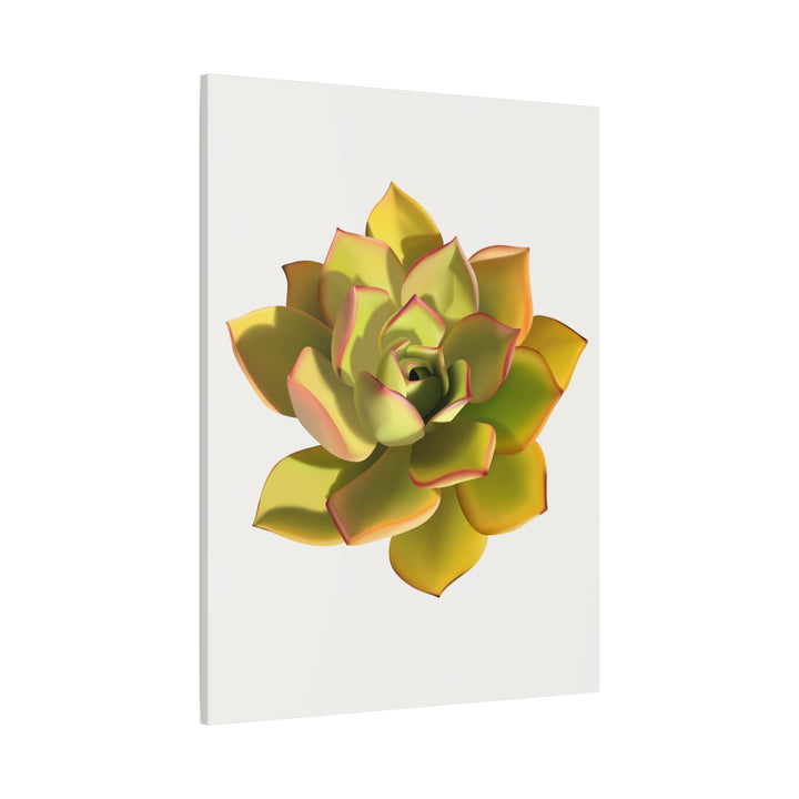 Noble Aeonium Succulent Canvas Wall Art Print for Modern Home Decor by The Potted Pixel