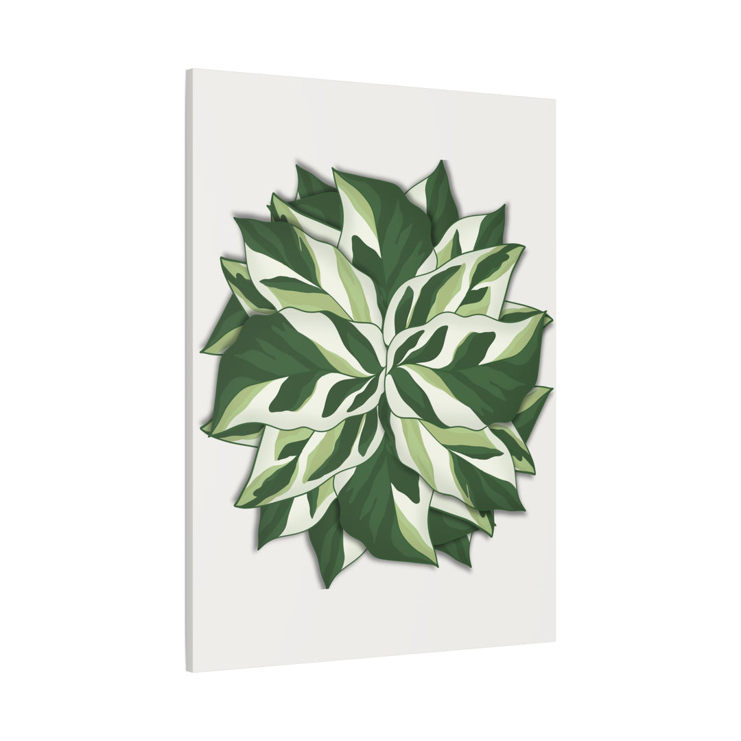 Calathea White Fusion Canvas Botanical Art Print On Stretched Cotton Canvas For Indoor Wall Decor