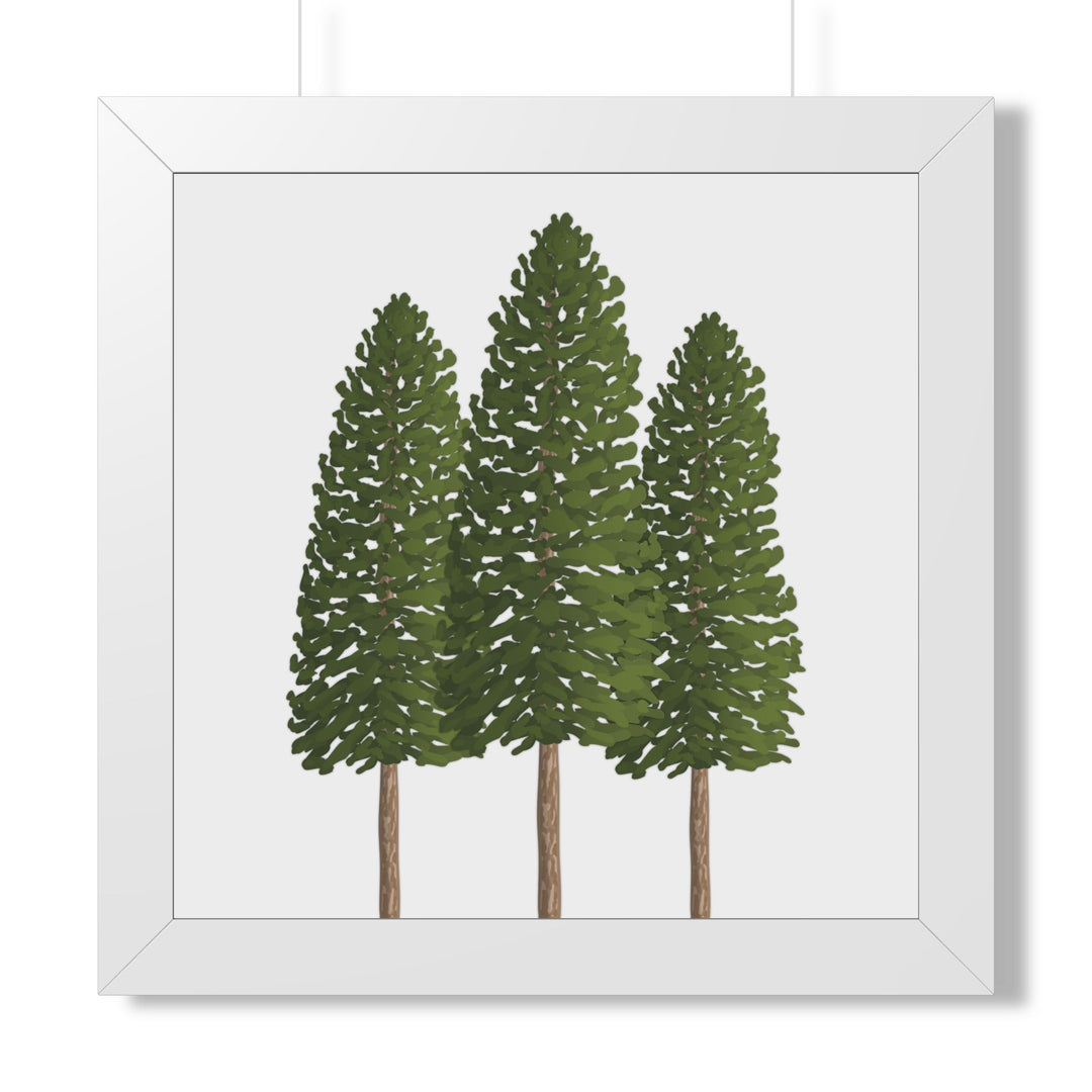 Ponderosa Pine Framed Print – Wall Art