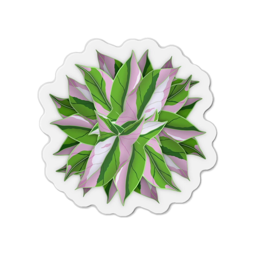 Syngonium Tricolor Magnet