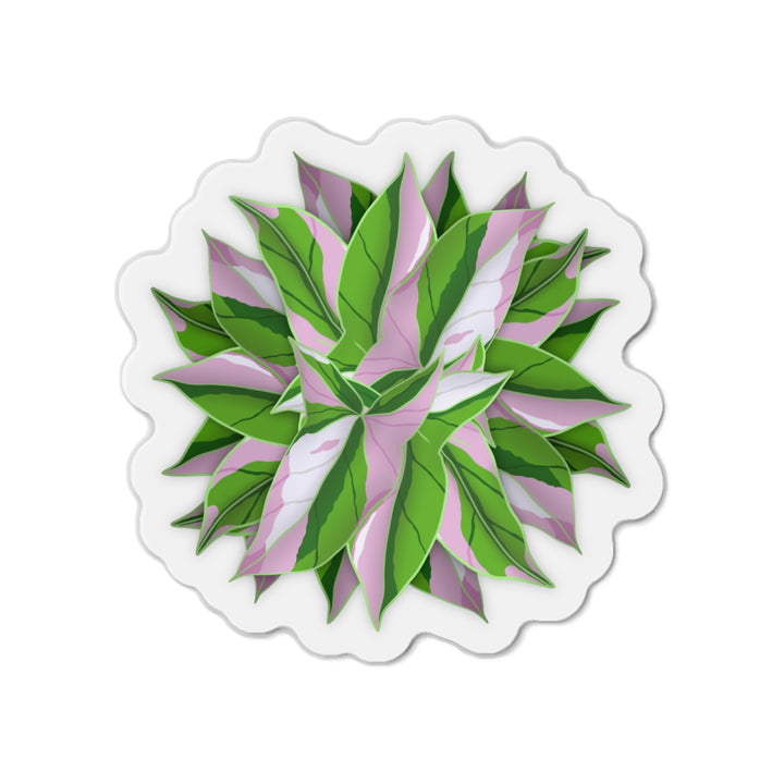 Syngonium Tricolor Magnet