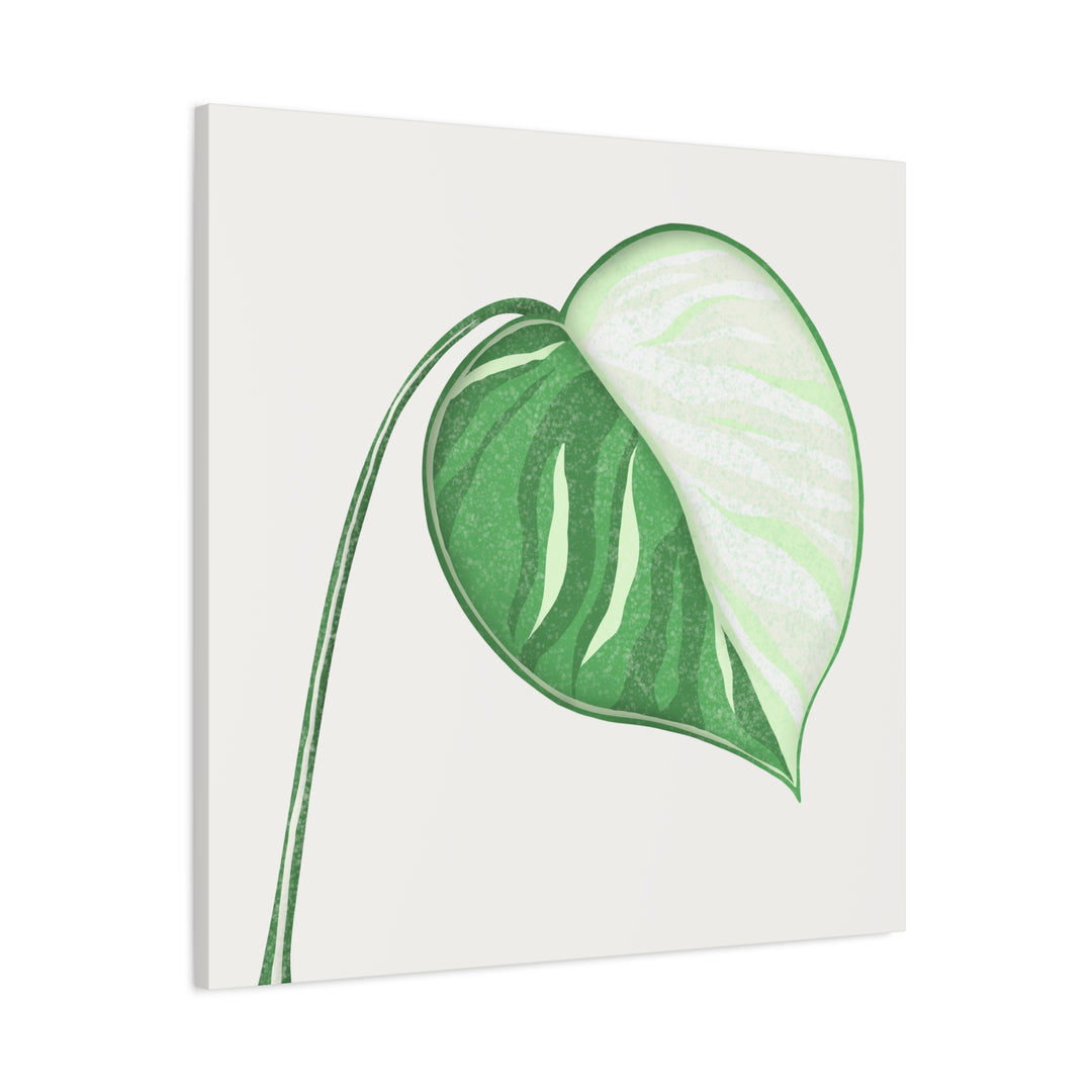 Monstera Albo Canvas Large Stretched Premium Quality Cotton Canvas Wall Art Tropical Leaf Poster Decor