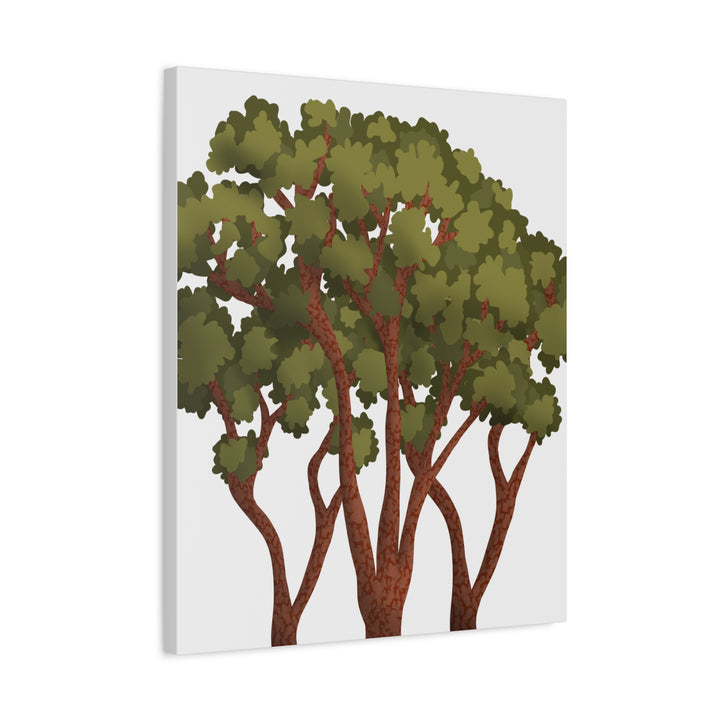 Pacific Madrone Canvas Print – Wall Art