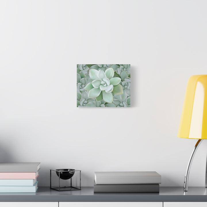 Pachyveria Haagei Succulent Pattern Canvas Art for Modern Home Decor 16x20 Matte Print