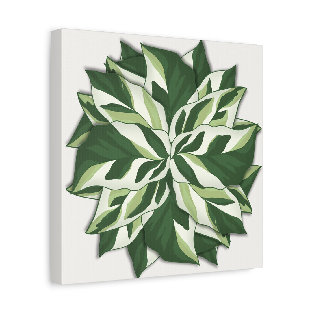 Calathea White Fusion Canvas Botanical Art Print On Stretched Cotton Canvas For Indoor Wall Decor