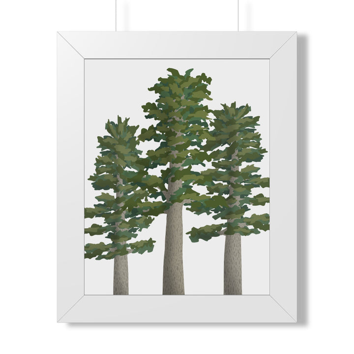 Sitka Spruce Framed Print – Wall Art