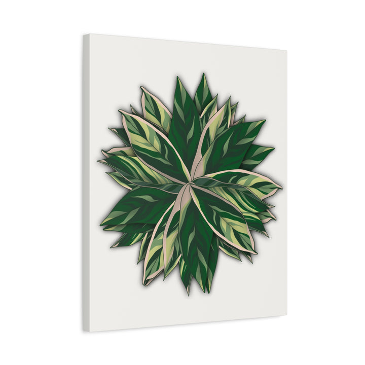 Stromanthe Triostar Canvas Wall Art Premium Matte Finish On Durable 1.25 Inch Frame For Vibrant Indoor Tropical Decor