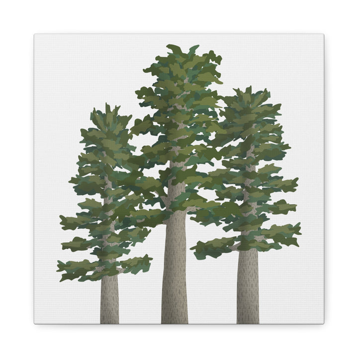 Sitka Spruce Canvas Print – Wall Art