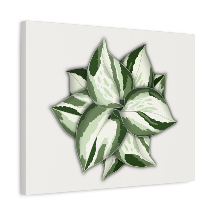 Manjula Pothos Canvas Print Stretched Matte Canvas Wall Art For Living Room And Office
