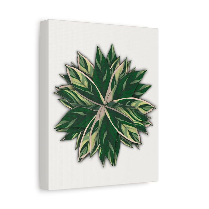 Stromanthe Triostar Canvas Wall Art Premium Matte Finish On Durable 1.25 Inch Frame For Vibrant Indoor Tropical Decor