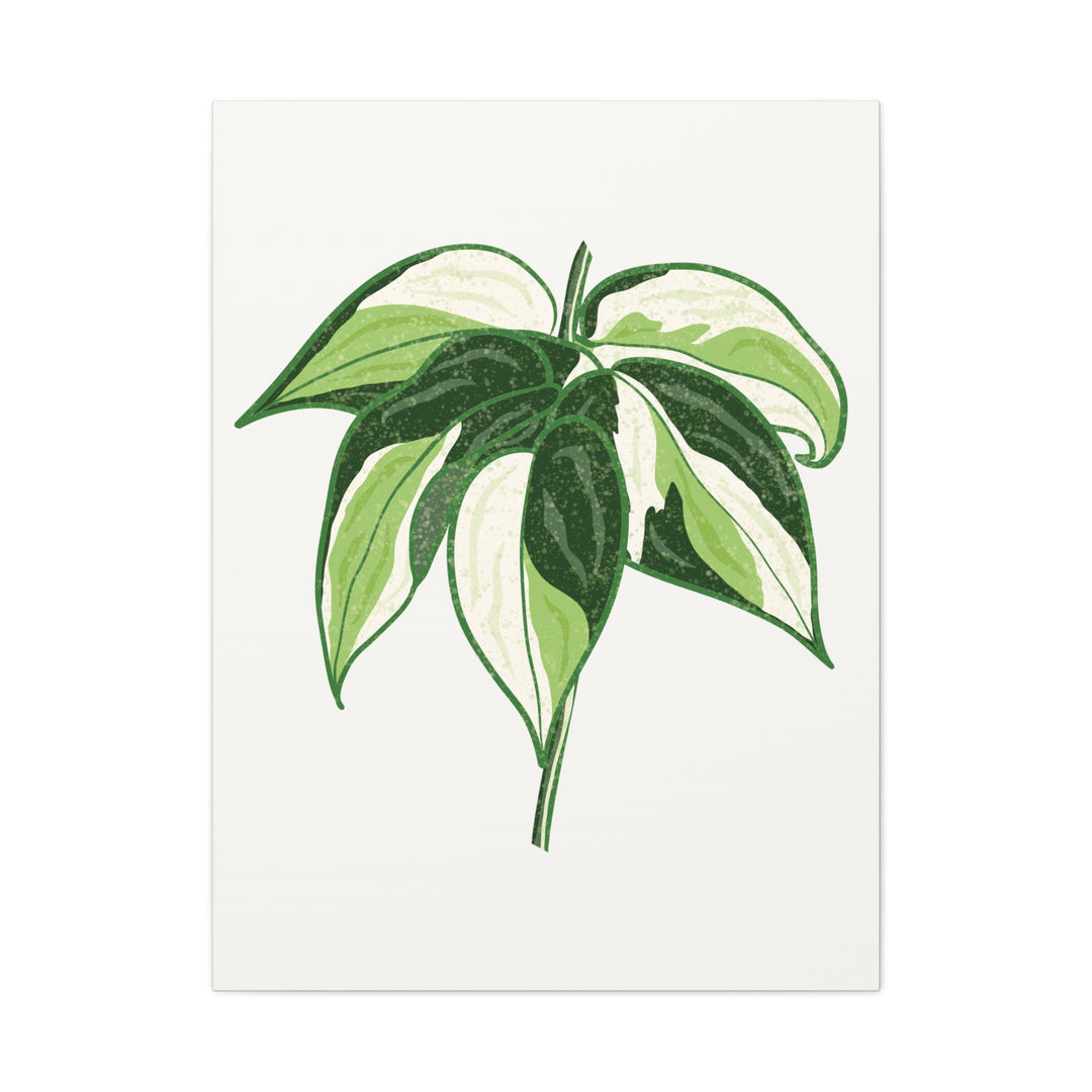Philodendron Canvas Print Cream Splash Variegated Plant Art On Matte Cotton Canvas For Home Wall Decor