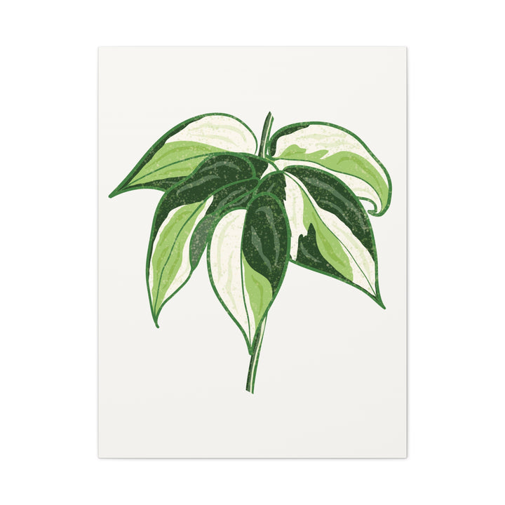 Philodendron Canvas Print Cream Splash Variegated Plant Art On Matte Cotton Canvas For Home Wall Decor