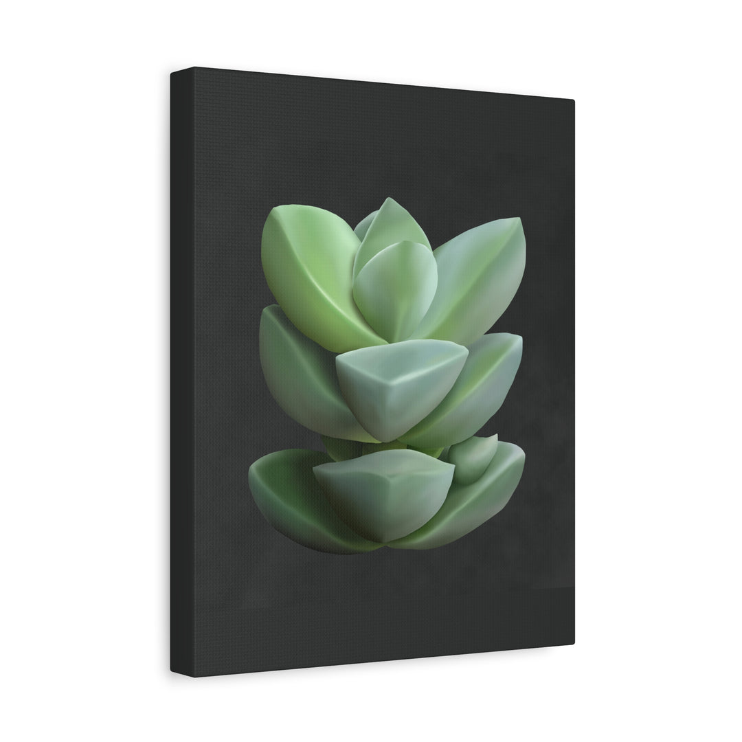 Crassula Canvas Print – Botanical Wall Art