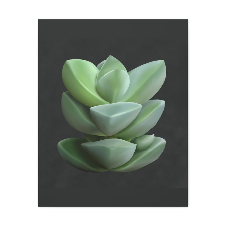 Crassula Canvas Print – Botanical Wall Art