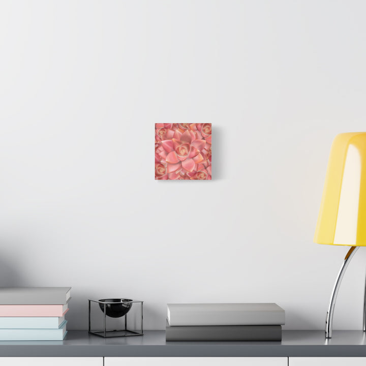 Graptosedum California Sunset Succulent Canvas Print – Botanical Wall Art - The Potted Pixel