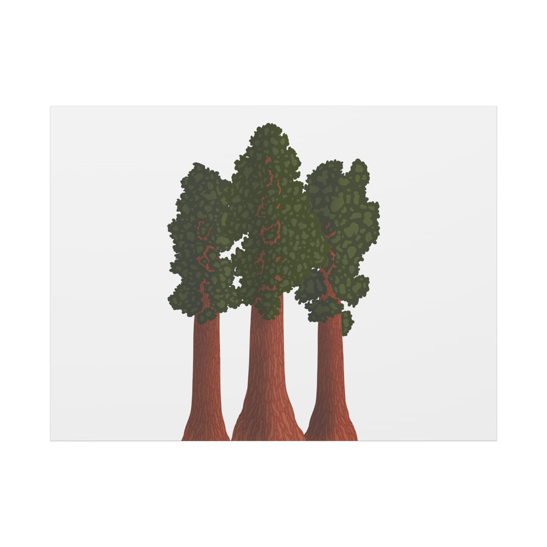 Giant Sequoias Canvas Print – Wall Art