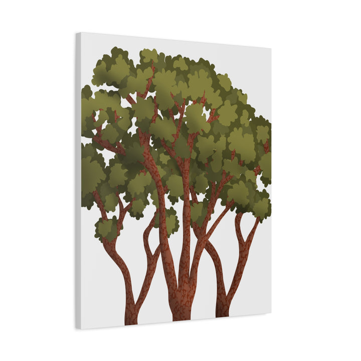 Pacific Madrone Canvas Print – Wall Art