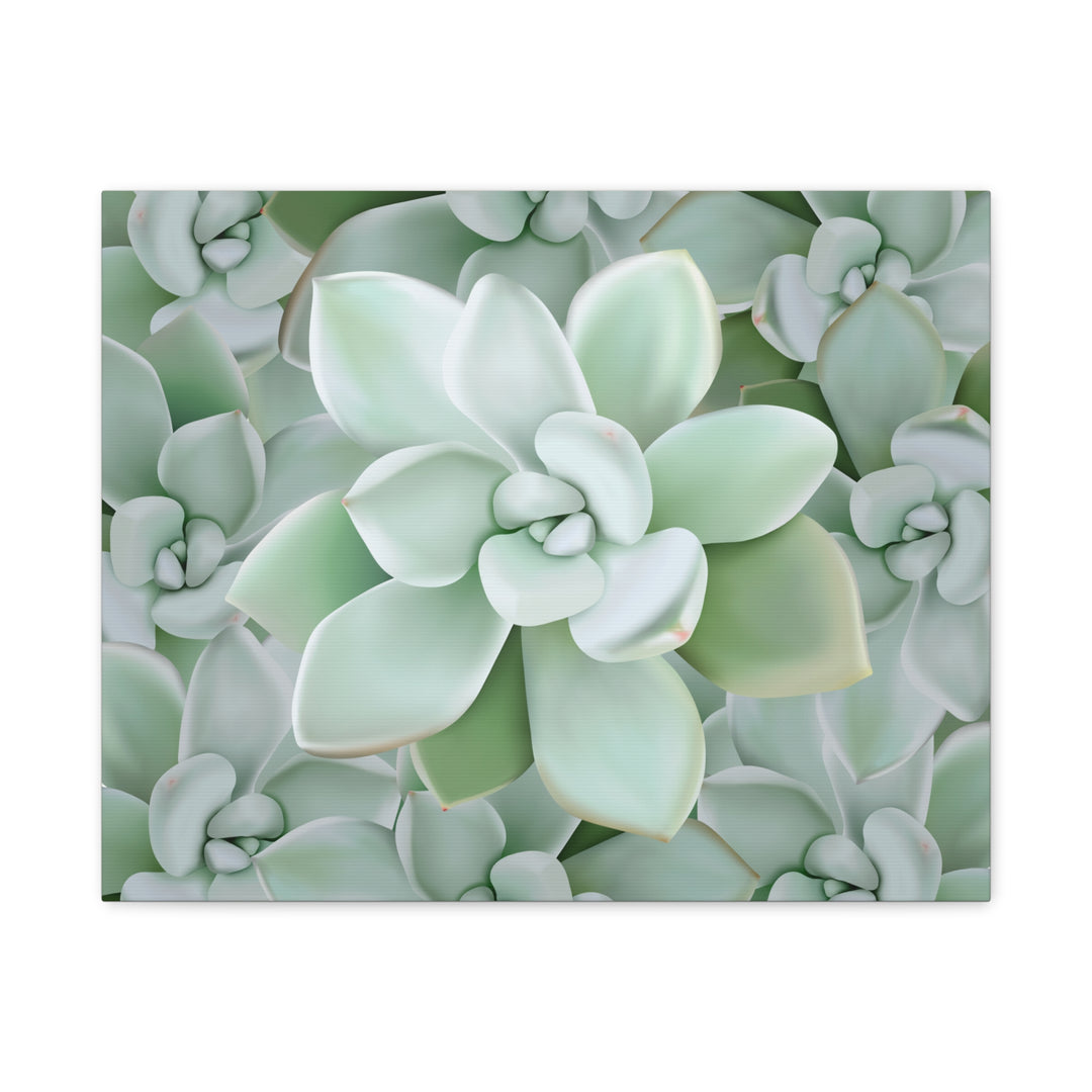Pachyveria Haagei Succulent Pattern Canvas Art for Modern Home Decor 16x20 Matte Print
