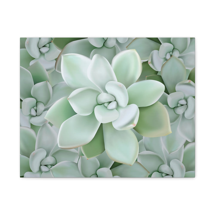 Pachyveria Haagei Succulent Pattern Canvas Art for Modern Home Decor 16x20 Matte Print