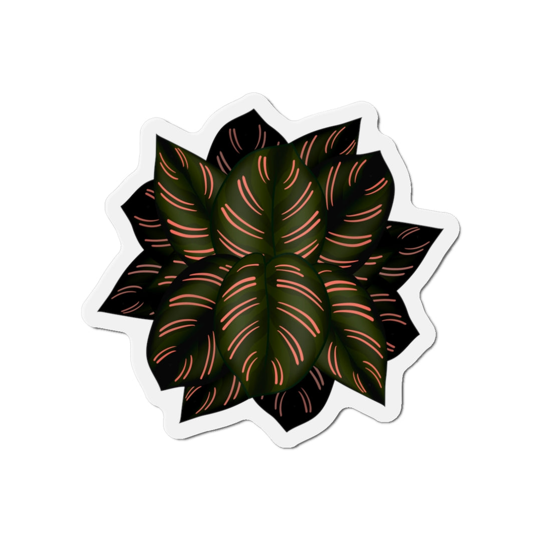 Calathea Pinstripe Magnet