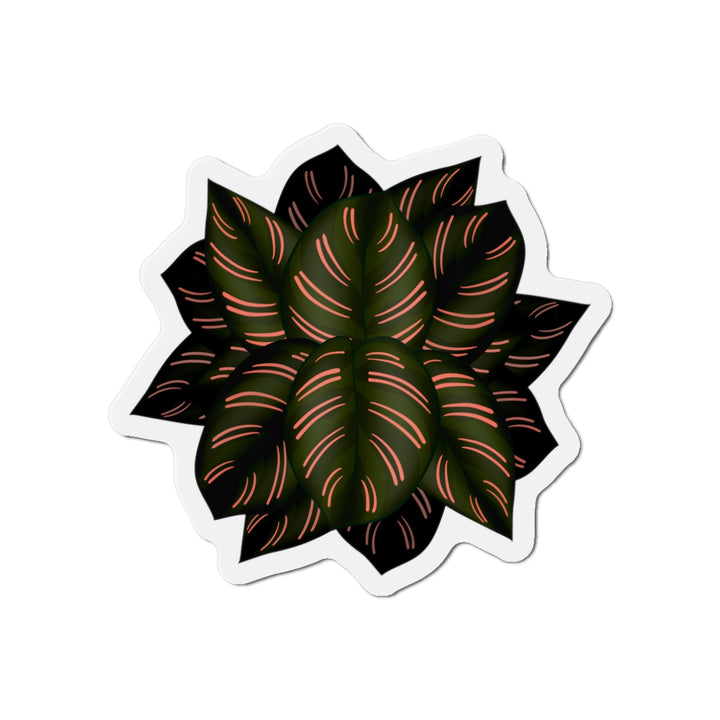 Calathea Pinstripe Magnet