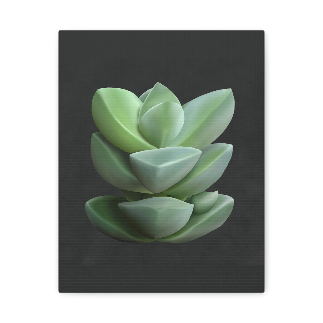 Crassula Canvas Print – Botanical Wall Art