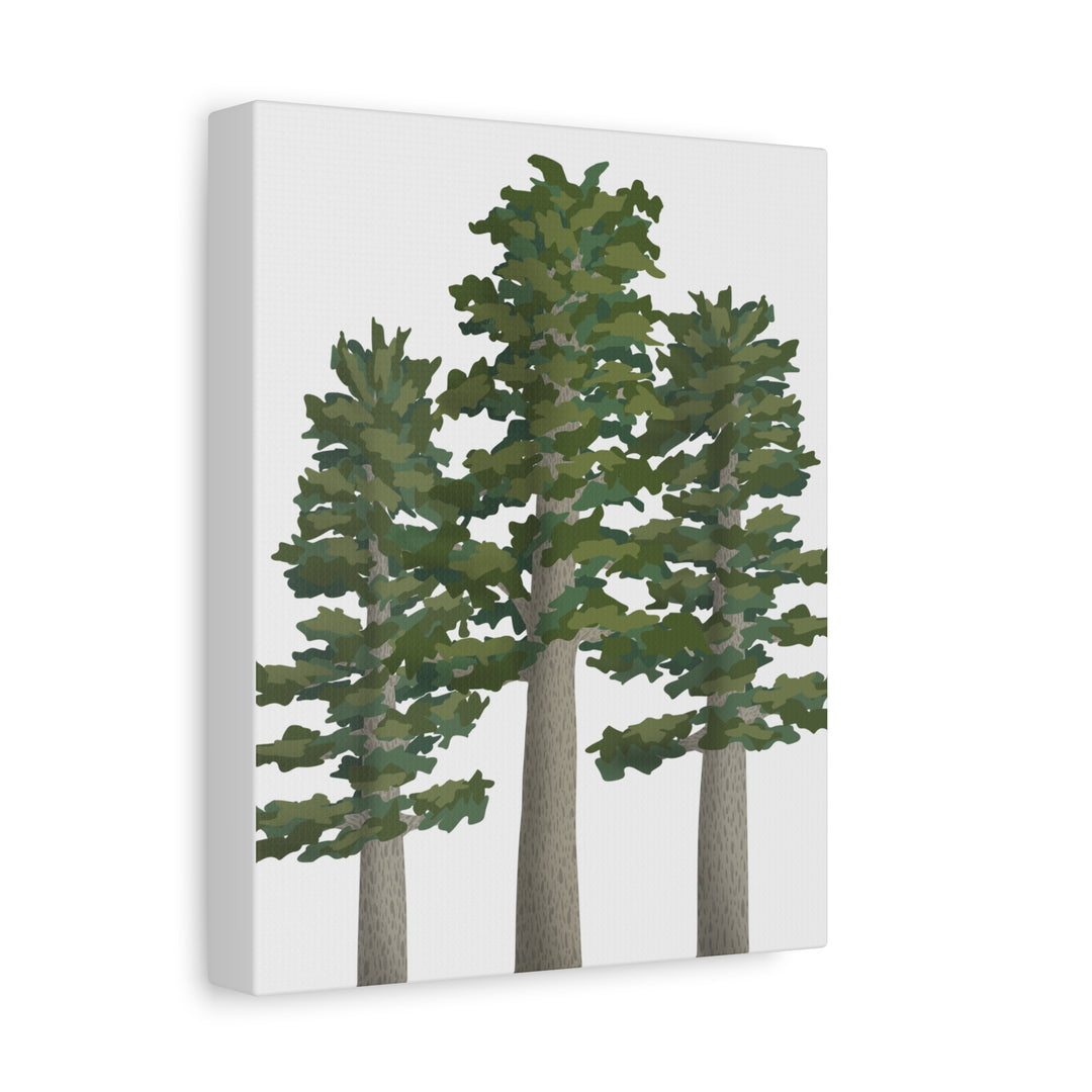 Sitka Spruce Canvas Print – Wall Art