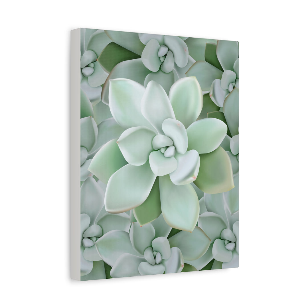 Pachyveria Haagei Succulent Pattern Canvas Art for Modern Home Decor 16x20 Matte Print
