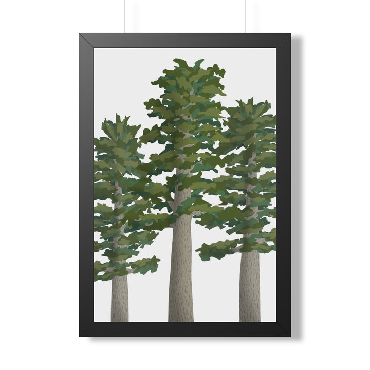 Sitka Spruce Framed Print – Wall Art