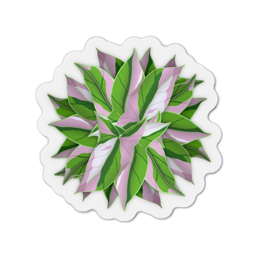 Syngonium Tricolor Magnet