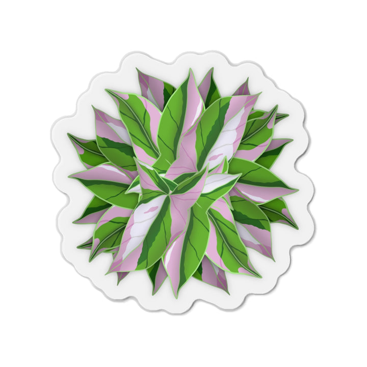 Syngonium Tricolor Magnet